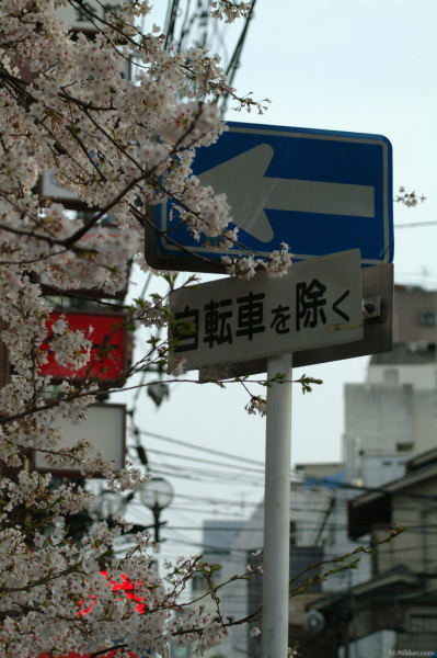 200604_sakura03.jpg