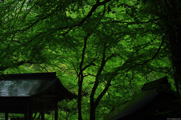 tak1205_Kifune03.jpg