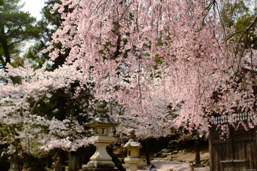 tak1504_Miyajima01.jpg