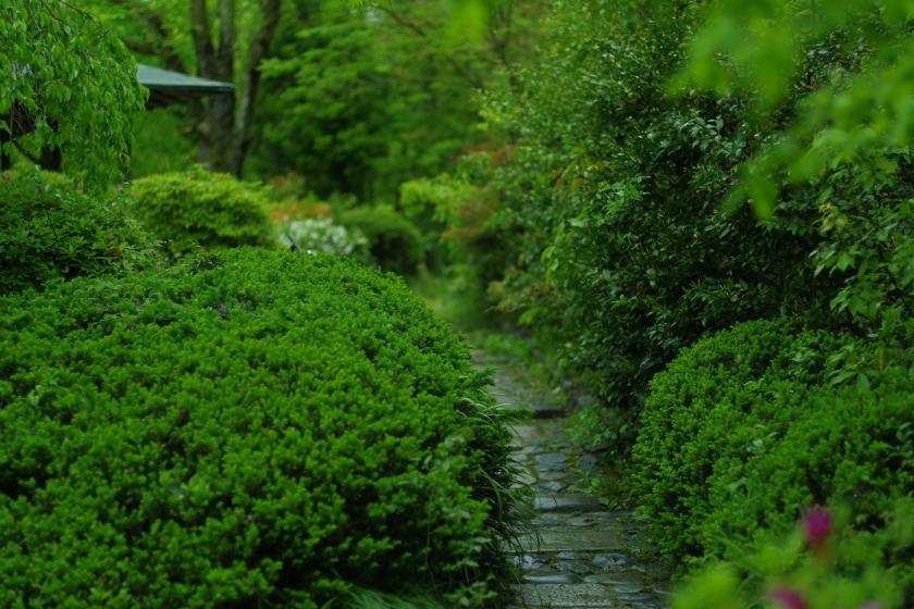 tak1905_BotanicalGarden01.jpg